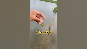 Best Bait For Fishing #fishing #fishingfail #carpfishing #bassfishing #angler
