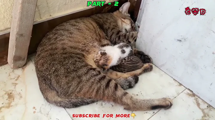 Video 1566271: funnycats funnycatvideos cutecat cat, funnycatvideos baby cat funnycats, kittens mother cat, cat newborn baby, mom cat, cat sleeping, funny cat