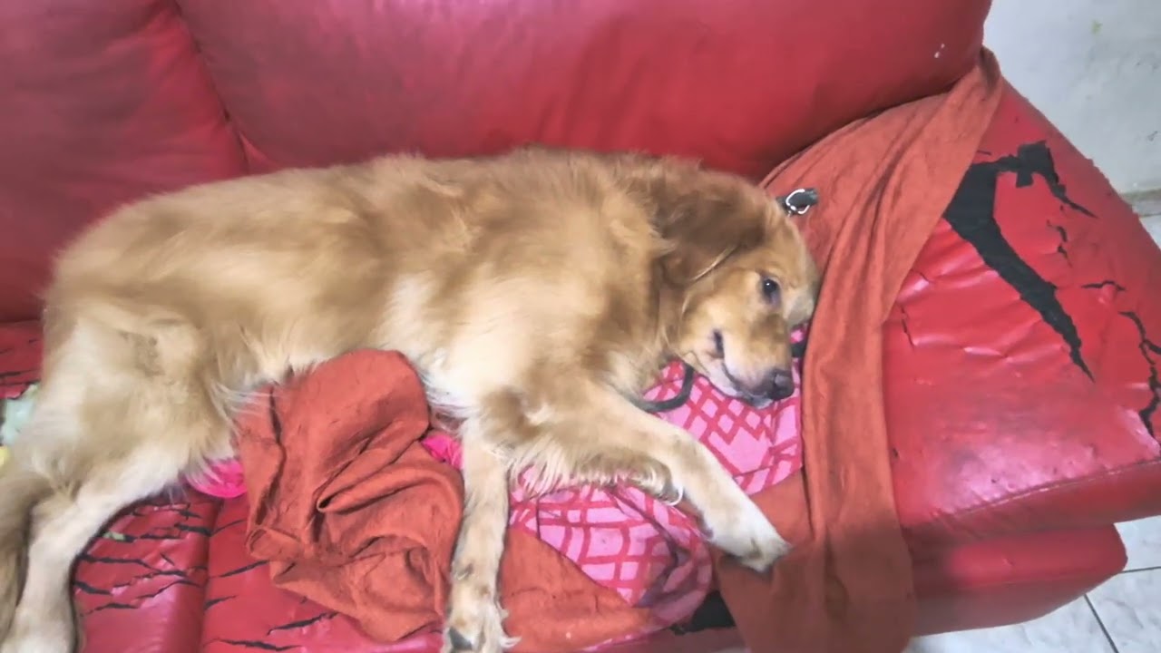 Mais um vídeo em 4k HDR+