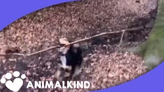 Funny Dog Loves His New Toy! | Animalkind screenshot 3