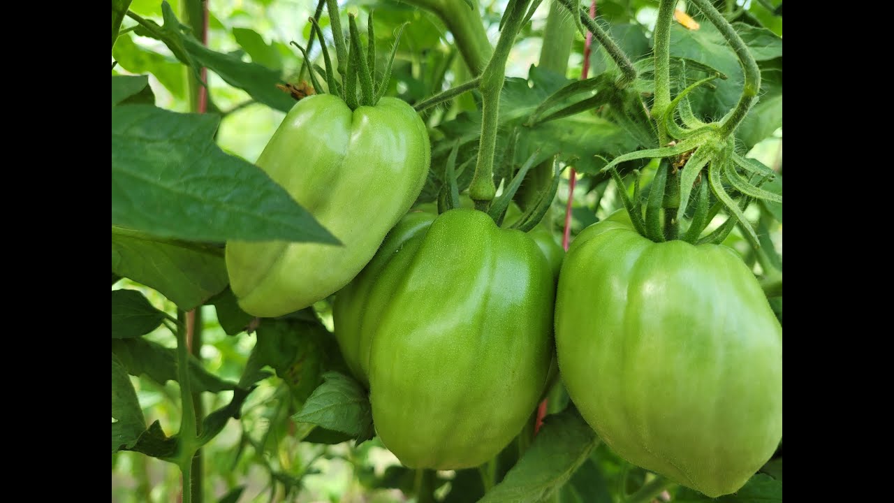 Ответы на  вопросы.Кладоспориоз,Фитофтороз,Альтернариоз,Бактериальные заболевания,Вершинная гниль