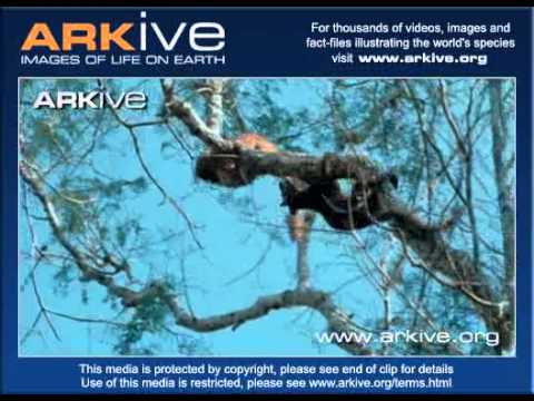 Female fossa vs. male fossa - ARKive