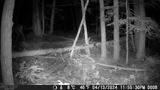 Squatching The Oregon Central Cascades Game Cam Footage