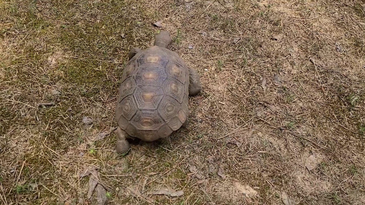 Just a tortoise playing with his ball YouTube