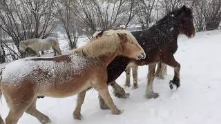 Extremer Wintereinbruch - friert mein Pferd mit Schnee auf dem Rücken Braucht es eine Decke