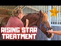 A treatment for Rising Star⭐ Does a four-leaf clover🍀 help now? | Clip those legs | Friesian Horses