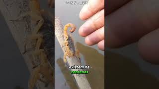 Os Monstros do Oceano Que Já Existiram #shorts #oceano #escorpiao