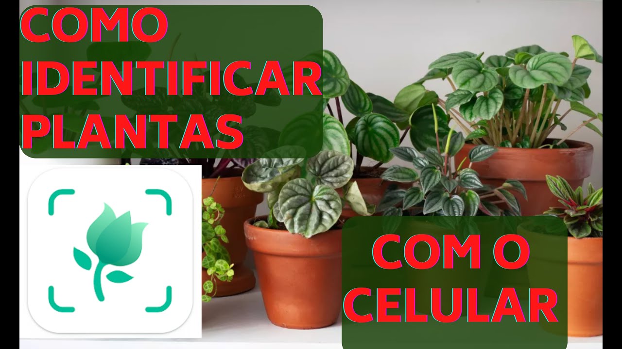 Identifique plantas com o aplicativo PictureThis