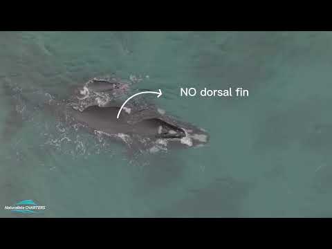 How to tell if it’s a Southern Right Whale 🐋