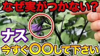 This solves the problem!] What is the reason why eggplants