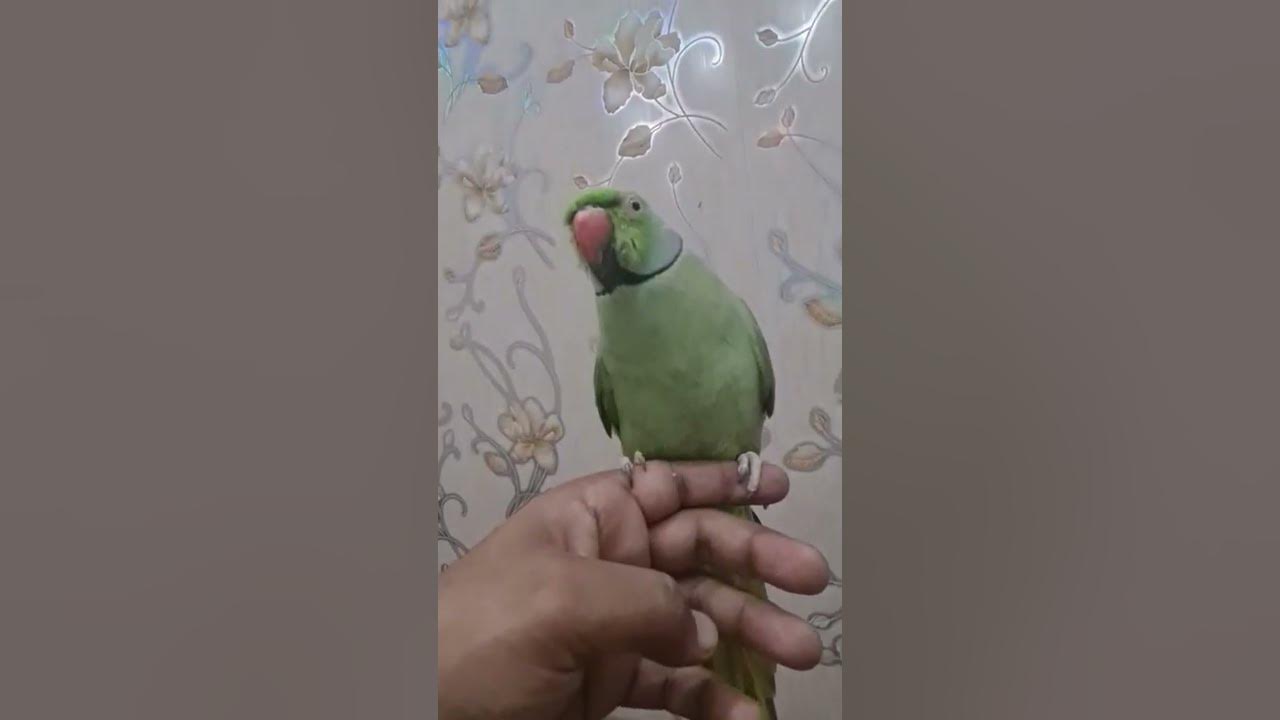 How to Attract Parrots YouTube