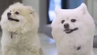 Handmade 3D Pet Pillow 🐶🐱