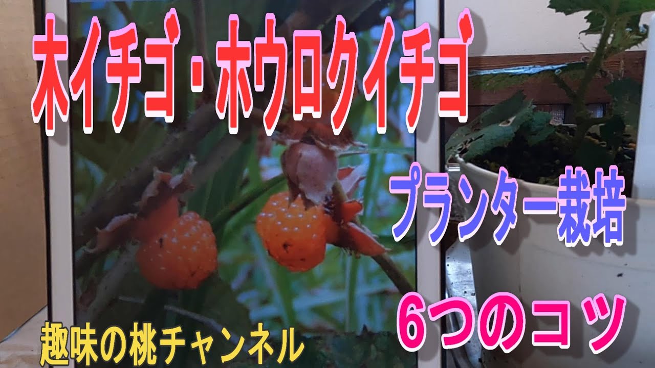 Wild Strawberry/Grain Strawberry] 6 Tips for Growing in a Planter