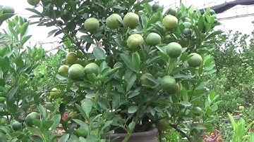 Quất tết kỷ hợi 2019 22 11 dương lịch Dự báo thời tiết thuận lợi để Quất cảnh chín đẹp dịp tết   ĐT