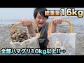 総重量16kg！！潮干狩りで大量のハマグリを獲る方法教えます！！！