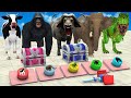 Choose the right gift box run and win with elephant cow gorilla wild animals mystery button game