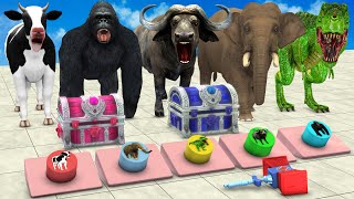 Choose the Right Gift Box Run And Win With Elephant, Cow, Gorilla Wild Animals Mystery Button Game