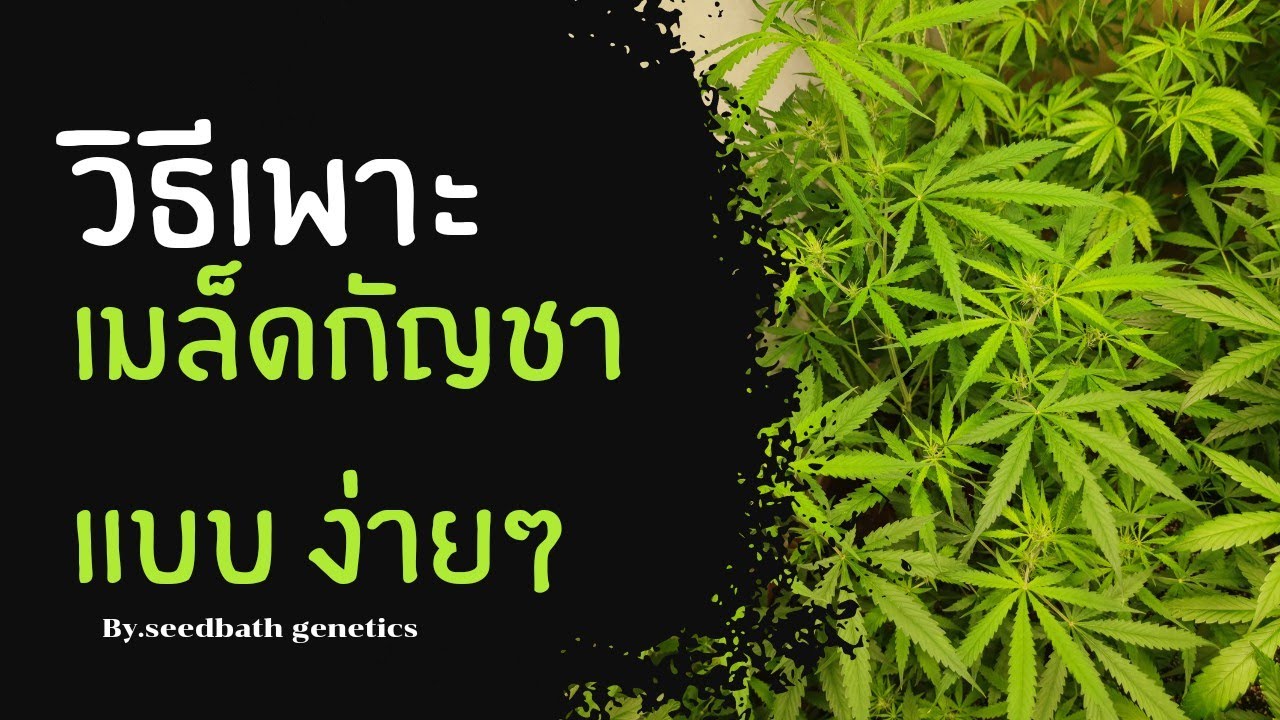วิธีเพาะเมล็ดกัญชาง่ายๆ by.seedbath genetics