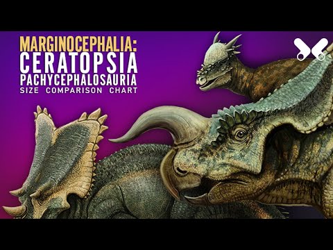 Video: Který dinosaurus byl největší chasmosaurinae ceratopsian?