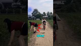 Gadis ini teriak teriak kenapa yahh ????? #shorts #youtubeshorts #ytshorts