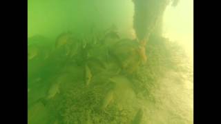 Life Under Cheeca Lodge Pier