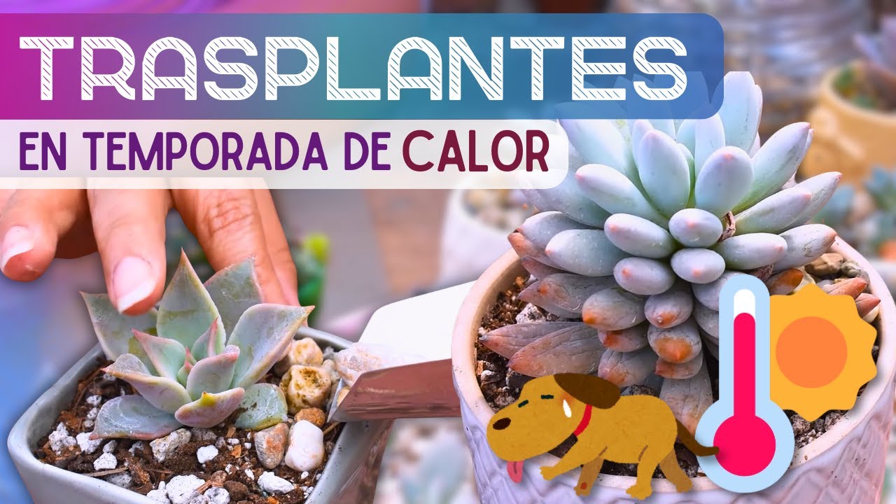 ☀️El Calor está destrozando mi jardín!! | Mantenimiento de suculentas🪴