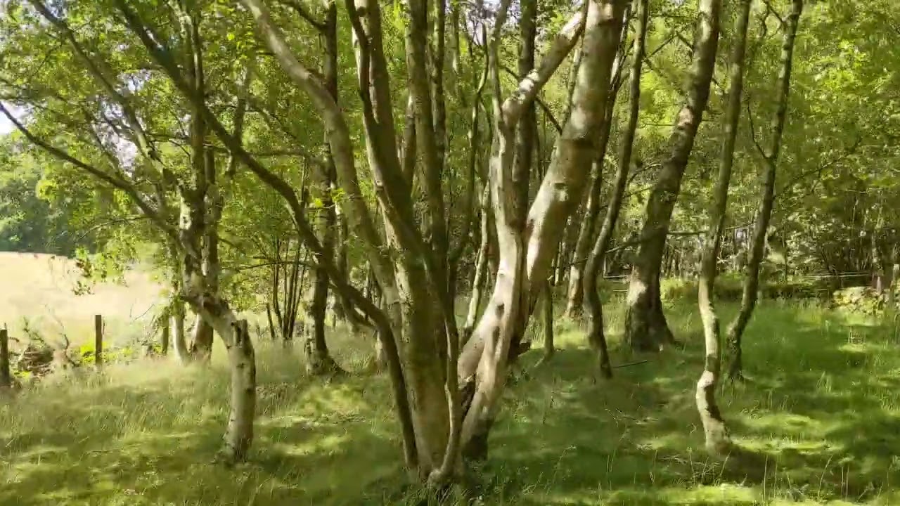 The Woodlands