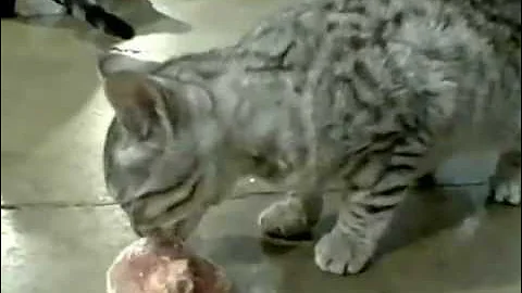 Watch the video about Leon Draper F1 Savannah Kitten Eating Out RAW MEAT THE BEST OF THE BEST