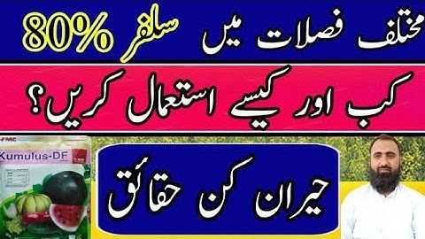 How to use Sulphur 80% in different crops || Bilal Kanju Official