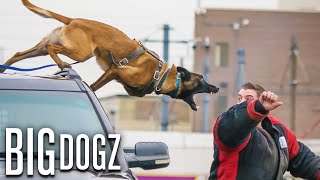 Belgian Malinois  The Guard Dogs Trained To Military Standards | BIG DOGZ