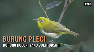 Mengenal Burung Pleci - Jenis, Ciri dan Habitatnya di Alam !