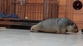 marmot searches around for food