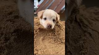 These guys are absolutely obsessed with dirt! 🐶🤎