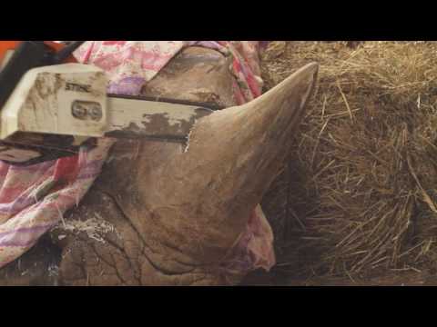 Video: Pytláci Nosorožce Zabití Lvi V Jihoafrické Přírodní Rezervaci