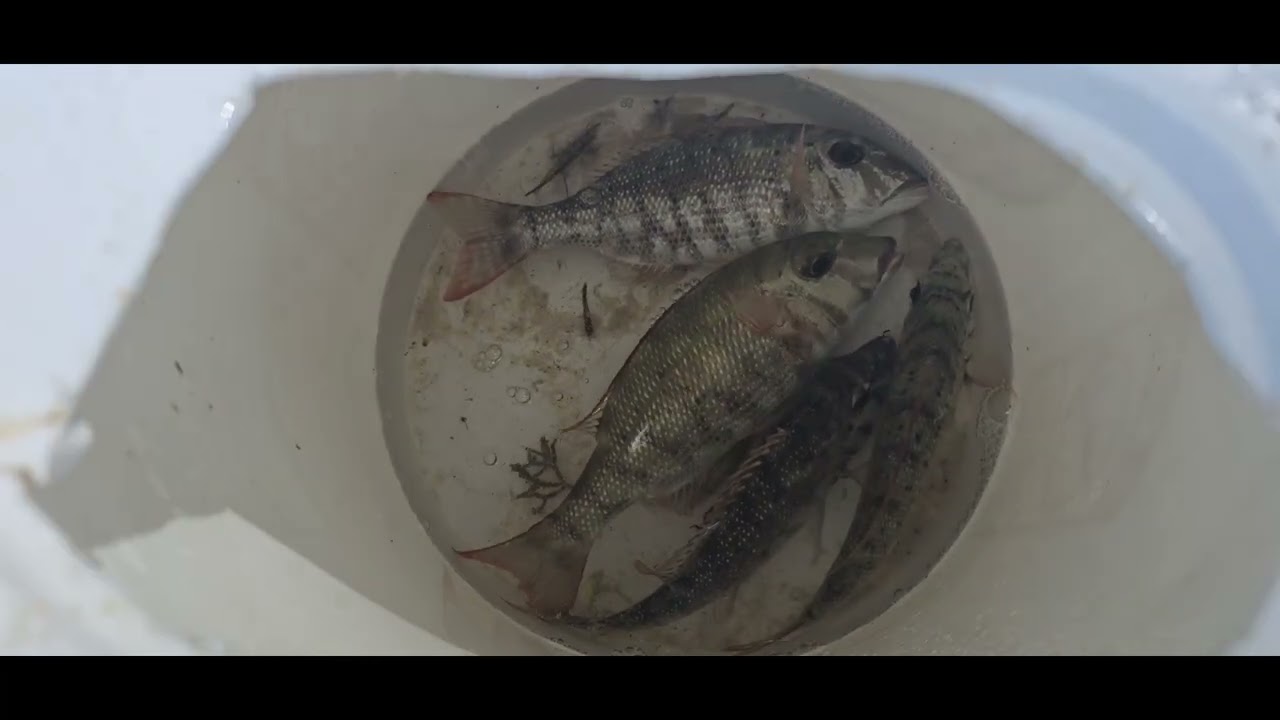 Палакси ловит крупную меч-рыбу на наживку. 🥰🙏🎣🐟🐠