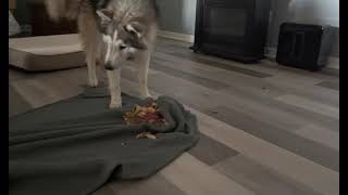 Husky Guarding The Bones