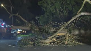 Crews work to clear massive eucalyptus tree that damaged 5 cars after falling on 19th Avenue in SF
