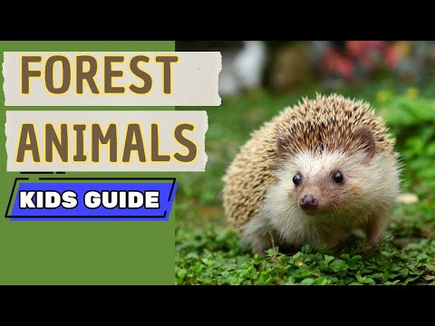Animals That Live in the Forest | Kids Educational Nature Video