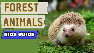 Animals That Live in the Forest | Kids Educational Nature Video
