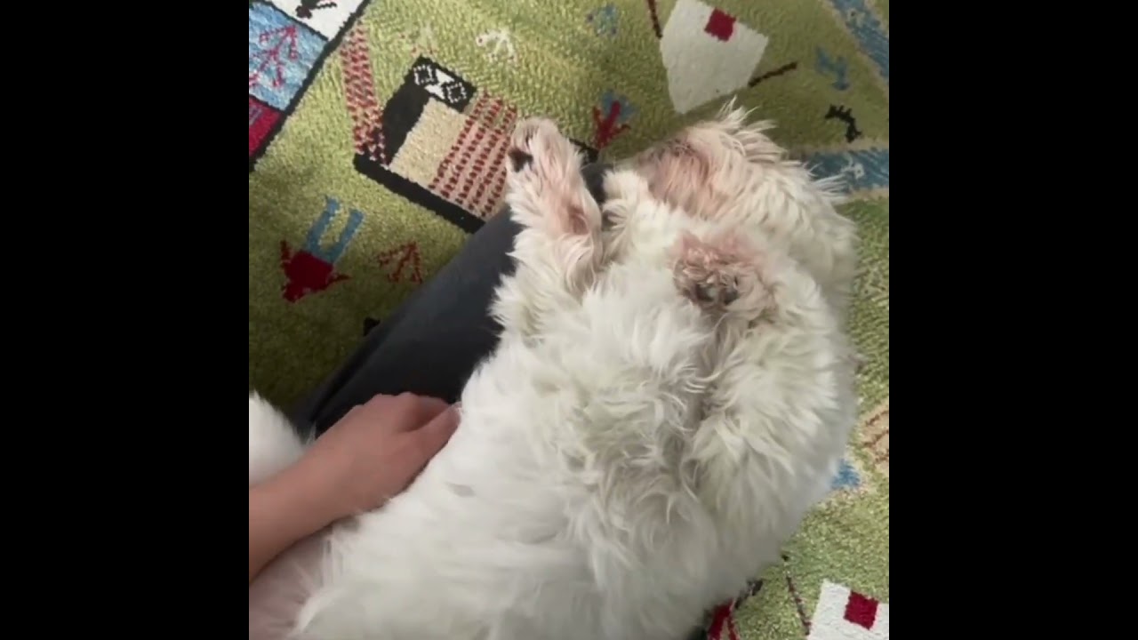 Every pet feels like a little piece of heaven 🦄 