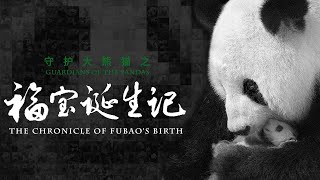 【Guardians Of The Pandas】The Chronicle Of Fu Bao's Birth | iPanda