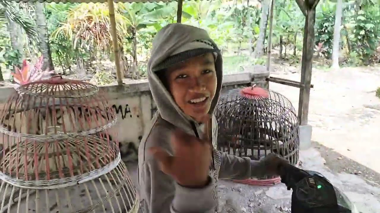 *PANEN ALPUKAT*‼️ Di kebun MELEWATI JALUR ESKRIM❗😱