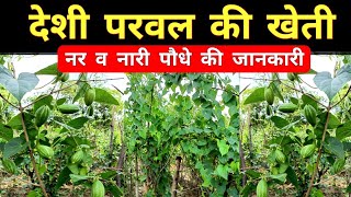                   Parwal Ki Kheti 2022