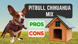 What Is a Pitbull Chihuahua Mix? PROS & CONS!