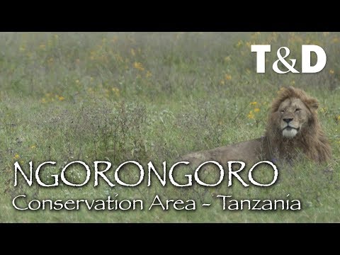 Video: Ngorongoro Conservation Area: Den komplette guide