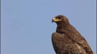 Burung elang video hd cocok buat background