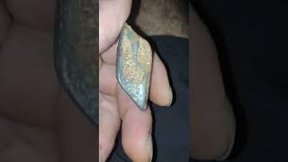not sure what this guy is #fossicking #fossil #sharktooth #stone