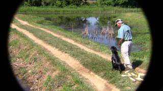 Double T- Introduce Diversion Birds, Poison Birds and  Interrupted Order Retriever Training