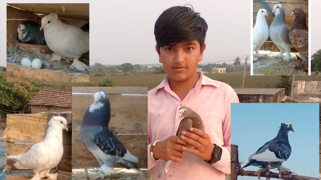 Kabootar video pigeon #pigeon#vilogpigeon #kabootar#vairalvideo#trending #youtubeshorts#youtubevideo