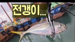 큰 전갱이는 갈매기도 먹질 못하네요~~~ #아징 #fishing #낚시 #짬낚전갱이tv #부산낚시 #영도 #영도동삼동